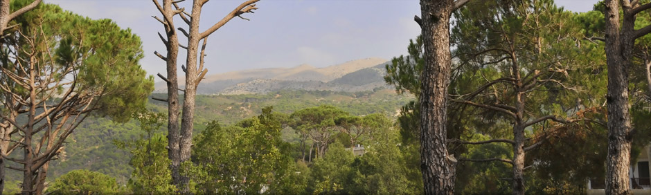 Pine trees in a forest overlooking a mountain range